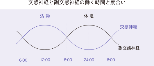 交感神経と副交感神経の働く時間と度合い