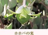 ホホバの実