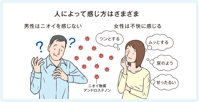 人によって感じ方はさまざま　男性はニオイを感じない　女性は不快に感じる　ニオイ物質アンドロステノン
