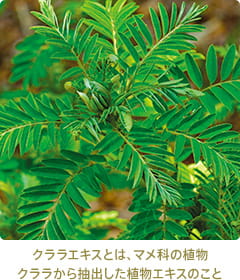 クララエキスとは、マメ科の植物クララから抽出した植物エキスのこと