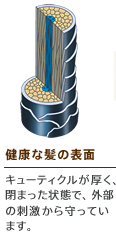 健康な髪の表面 キューティクルが厚く、閉まった状態で、外部の刺激から守っています。