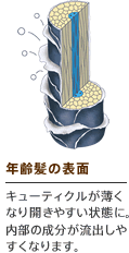 年齢髪の表面 キューティクルが薄くなり開きやすい状態に。内部の成分が流出しやすくなります。