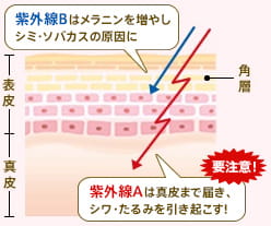紫外線Bはメラニンを増やしシミ・ソバカスの原因に 紫外線Aは真皮まで届き、シワ・たるみを引き起こす！ 角層 表皮 真皮 要注意