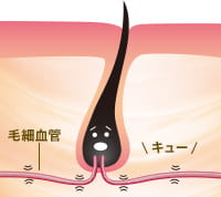 毛細血管 キュー