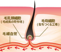 毛乳頭細胞(毛成長の司令塔) 毛母細胞(髪をつくる工場) 毛細血管