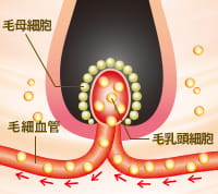 毛母細胞 毛細血管 毛乳頭細胞