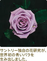 サントリー独自の花研究が、世界初の青いバラを生み出しました。
