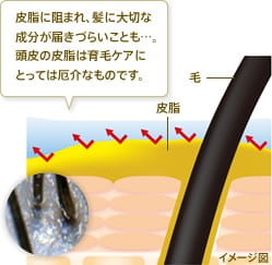 皮脂に阻まれ、髪に大切な成分が届きづらいことも…。頭皮の皮脂は育毛ケアにとっては厄介なものです。