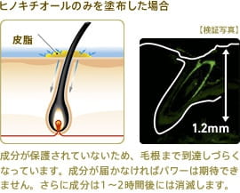 ヒノキチオールのみを塗布した場合:成分が保護されていないため、毛根まで到達しづらくなっています。成分が届かなければパワーは期待できません。さらに成分は1~2時間後には消滅します。