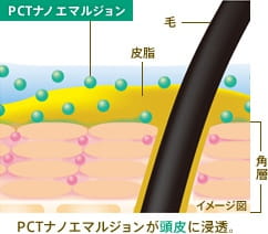 PCTナノエマルジョンが頭皮に浸透。