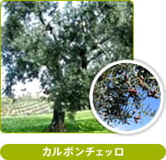 カルボンチェッロ