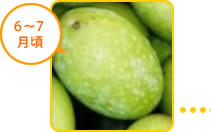 6～7月頃