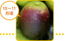 10～11月頃