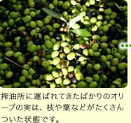 搾油所に運ばれてきたばかりのオリーブの実は、枝や葉などがたくさんついた状態です。