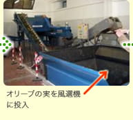 オリーブの実を風選機に投入
