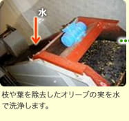 枝や葉を除去したオリーブの実を水で洗浄します。
