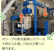 オリーブの実を粉砕してペースト状にした後、こねの工程へと移ります。