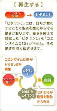 【再生する】コエンザイムQ10→ビタミンE　「ビタミンE」には、自らが酸化することで油脂を酸化から守る働きがあります。働きを終えて酸化した「ビタミンE」を「コエンザイムQ10」が再生し、その働きを取り戻させます。