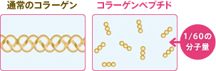 通常のコラーゲン　コラーゲンペプチド