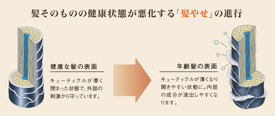 髪そのものの健康状態が悪化する「髪やせ」の進行　健康な髪の表面　キューティクルが厚く閉まった状態で、外部の刺激から守っています。　年齢髪の表面　キューティクルが薄くなり開きやすい状態に。内部の成分が流出しやすくなります。