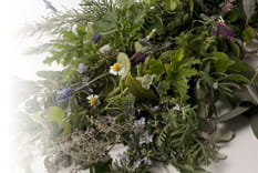 ハーブイメージ