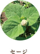 セージ