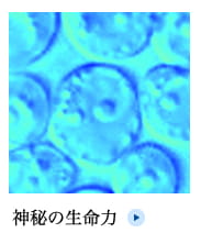 神秘の生命力