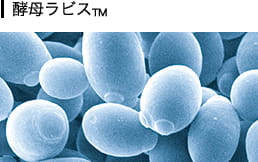 酵母ラビス&trade;