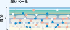 潤いベールをつくり、肌バリア成分が浸透