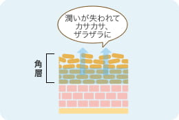 潤いが失われてカサカサ、ザラザラに