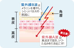 紫外線B波はメラニンを増やしシミ・ソバカスの原因に　紫外線A波は真皮まで届き、シワ・たるみを引き起こす！