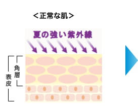 ＜正常な肌＞