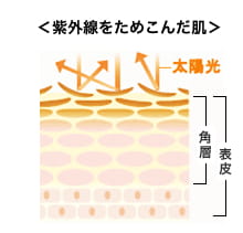 ＜紫外線をためこんだ肌＞