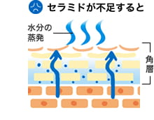 セラミドが不足すると