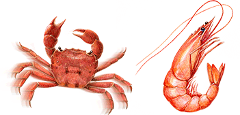 カニ、エビ　イラスト