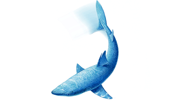 サメ　イラスト