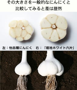 福地ホワイト六片と多品種にんにくの違い
