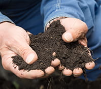 日本伝わったにんにく