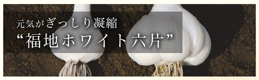 元気がぎっしり凝縮 福地ホワイト六片