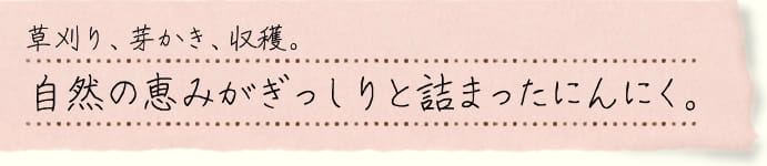自然の恵みがぎっしりと詰まったにんにく。