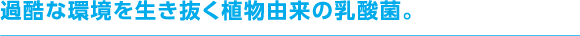 過酷な環境を生き抜く植物由来の乳酸菌。