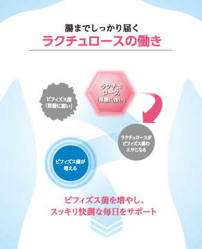 腸までしっかり届くラクチュロースの働き　ビフィズス菌を増やし、スッキリ快調な毎日をサポート