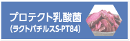 プロテクト乳酸菌（ラクトバチルスS-PT84）