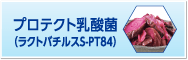 プロテクト乳酸菌（ラクトバチルスS-PT84）