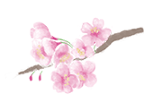 桜の花