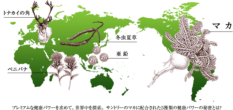 マカ 冬虫夏草 トナカイの角 ベニバナ 亜鉛 プレミアムな健康パワーを求めて、世界中を探索。サントリーのマカに配合された５種類の健康パワーの秘密とは？