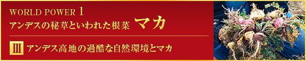 WORLD POWER 1 アンデスの秘草といわれた根菜 マカ Ⅲ アンデス高地の過酷な自然環境とマカ