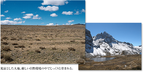 荒涼とした大地、厳しい自然環境の中でじっくりと育まれる。