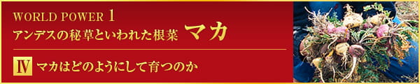 WORLD POWER 1 アンデスの秘草といわれた根菜 マカ Ⅳ マカはどのようにして育つのか