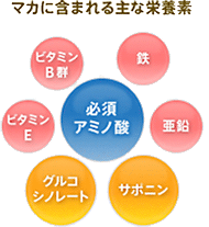 マカに含まれる主な栄養素